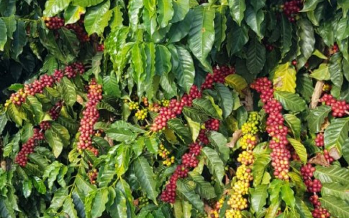 Fazenda