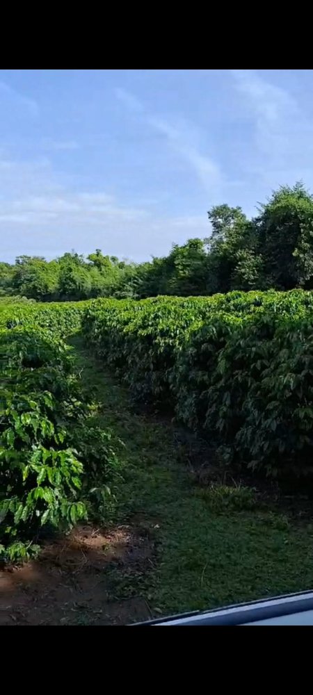Stio - Venda - Rural - Lavras - MG
