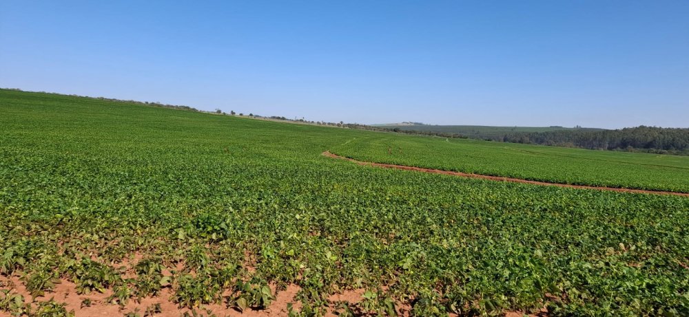 Fazenda - Venda - Rural - Avare - SP
