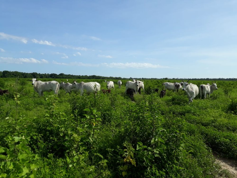 Fazenda - Venda - Rural - So Romo - MG