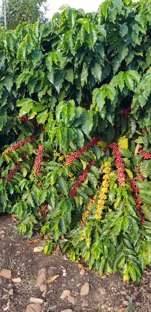 Fazenda - Venda - Rural - Diamantina - MG