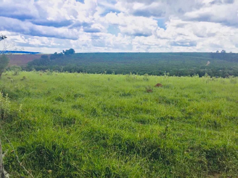 Stio - Venda - Rural - Avare - SP