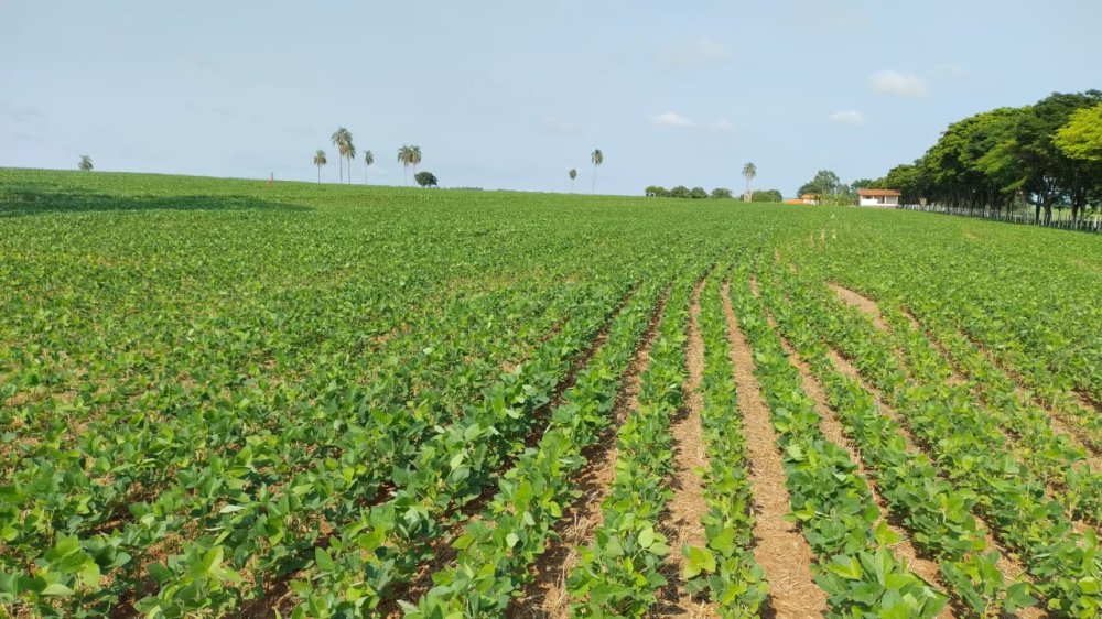 Fazenda - Venda - Rural - Avare - SP